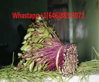 Buy Khat Catha edulis edible khat Online