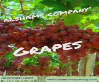 fresh Grapes