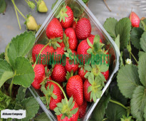 Fresh_Strawberry