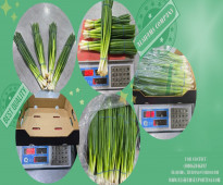 spring onion