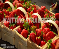 fresh_strawberry