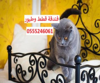 فندقة قطط وقت سفرك 61 60 24 0555 حي المصيف